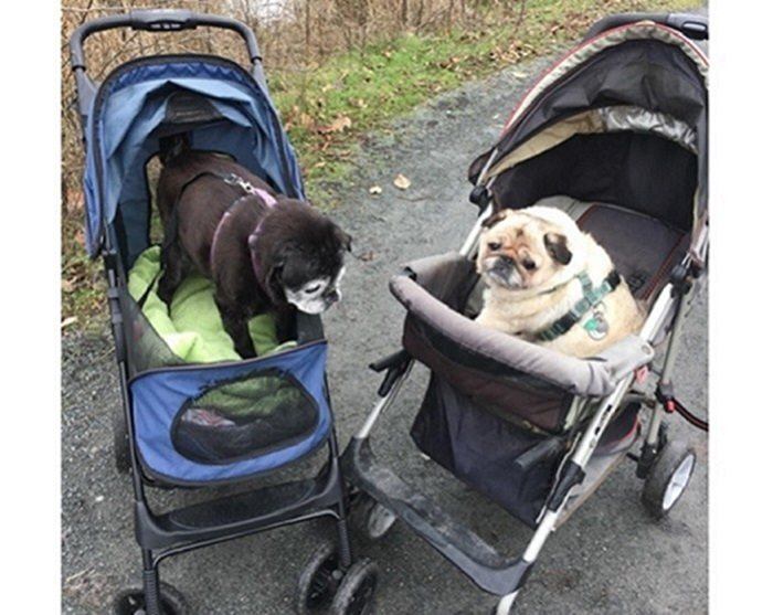 Elderly pug in a stroller meets another elderly pug in a stroller