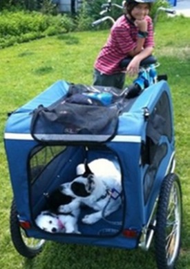 Bike trailer for dogs