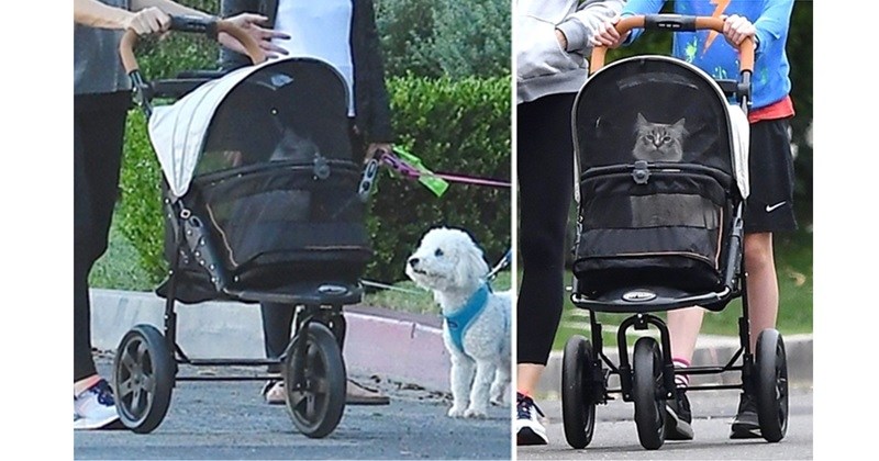 Cat in Stroller