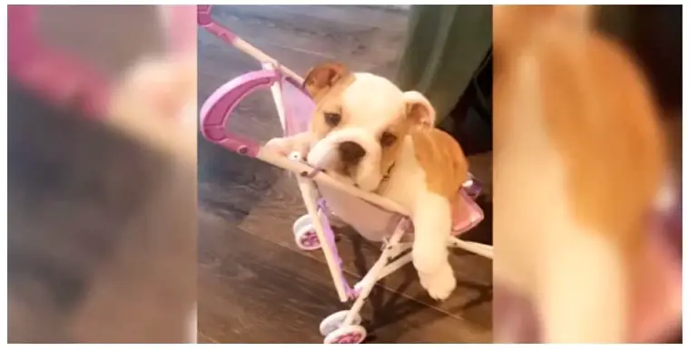 Chrissy Teigen’s dog makes moves & takes over Luna’s stroller