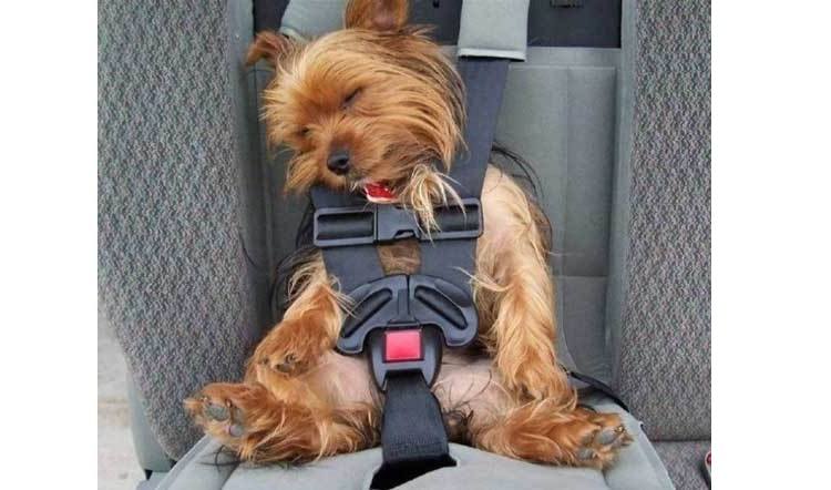 dog in harness