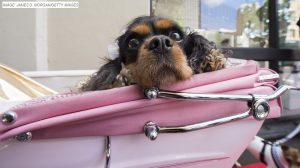 dog in stroller