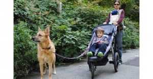 dog walking next to stroller