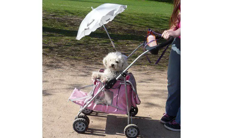 dog in stroller with parasol