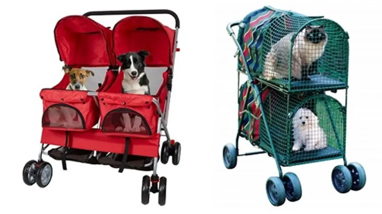 double dog buggy