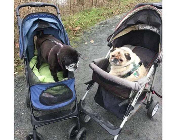 Elderly pug in a stroller meets another elderly pug in a stroller