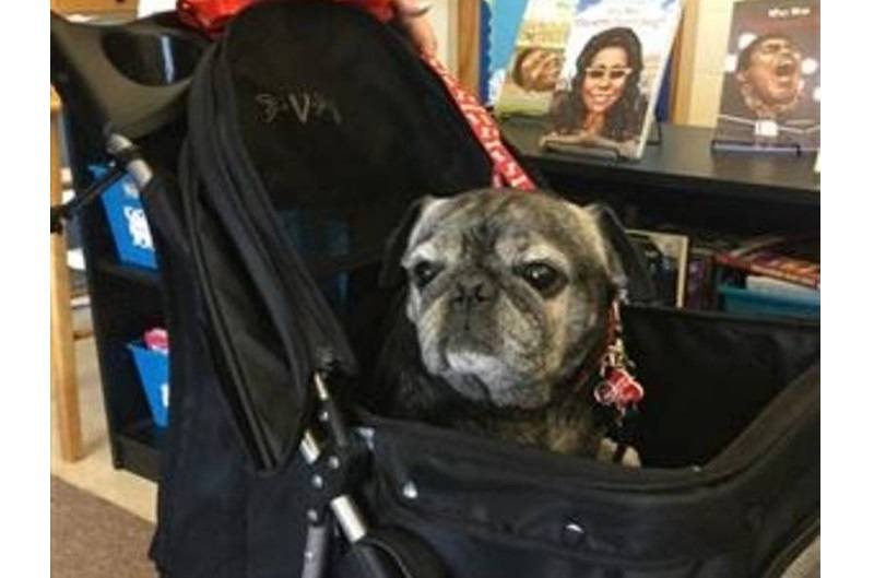 stroller for therapy dog pug